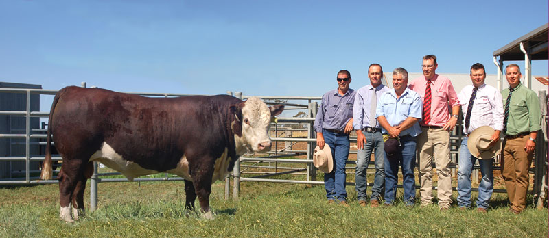1_Allendale_Days_Top-Price_DSC_9210_D Days Whiteface Top Price Bull 2015