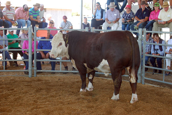 2015 Days Whiteface Bull Sale