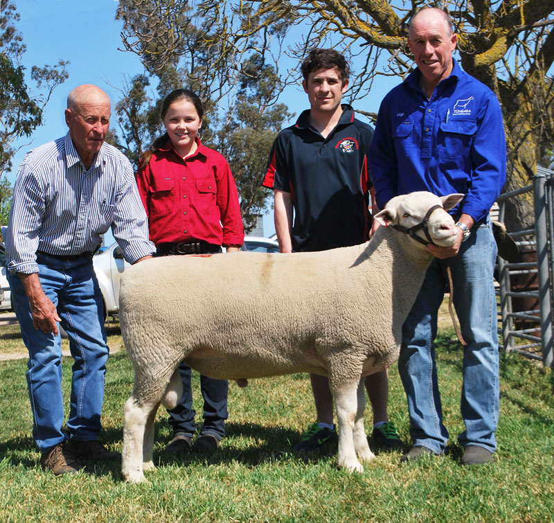 sheep-photo-tongara-2015 2015 Days Whiteface Ram Sale