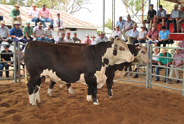 Days Whiteface 2016 Bull Sale