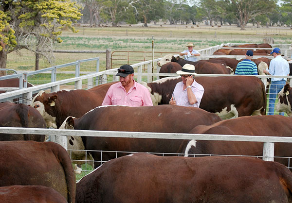 Days Whiteface 2016 Bull Sale