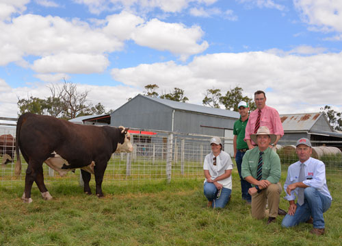 Days Whiteface 2017 Bull Sale