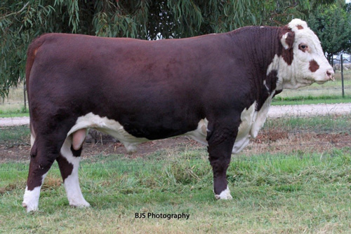 Days Whiteface 2017 Bull Sale