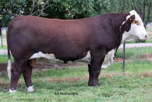 Days Whiteface 2017 Bull Sale