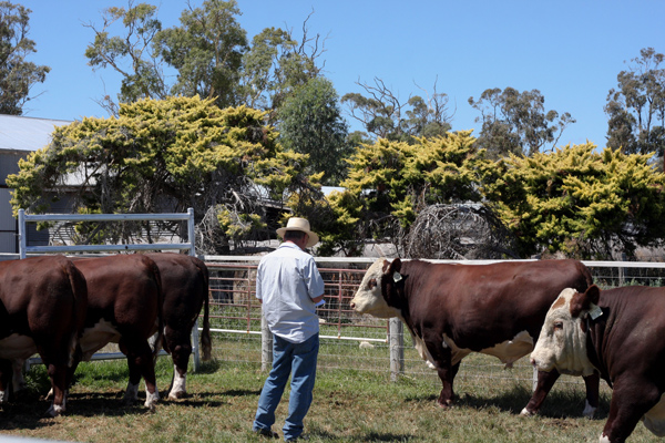 Days Whiteface 2018 Bull Sale