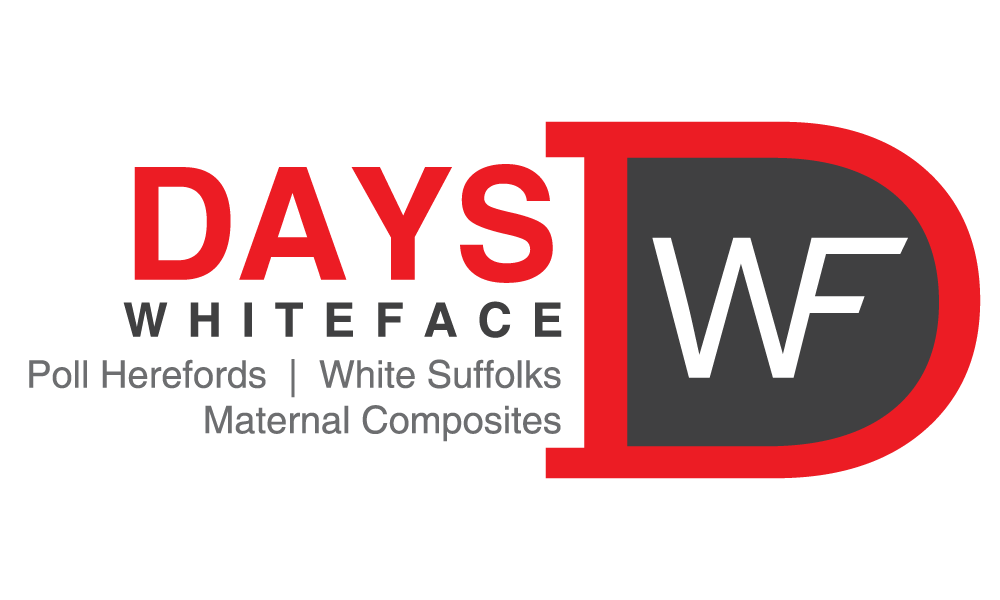 Days Whiteface Poll Herefords, White Suffolks & Maternal Composites