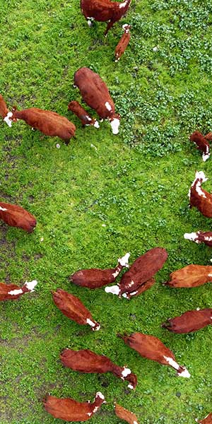 Days Whiteface Cattle