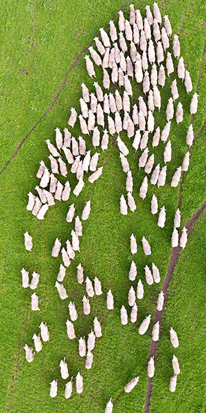 Days Whiteface Sheep