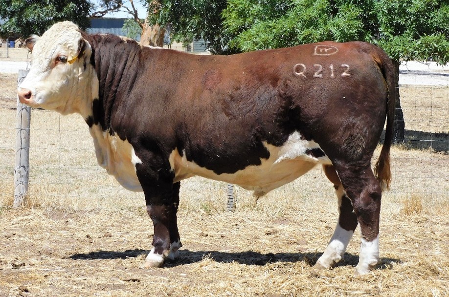 Days Whiteface 2021 Bull Sale