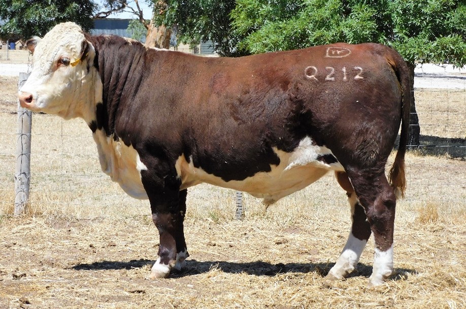 Sale 2021 3 Days Whiteface 2021 Bull Sale