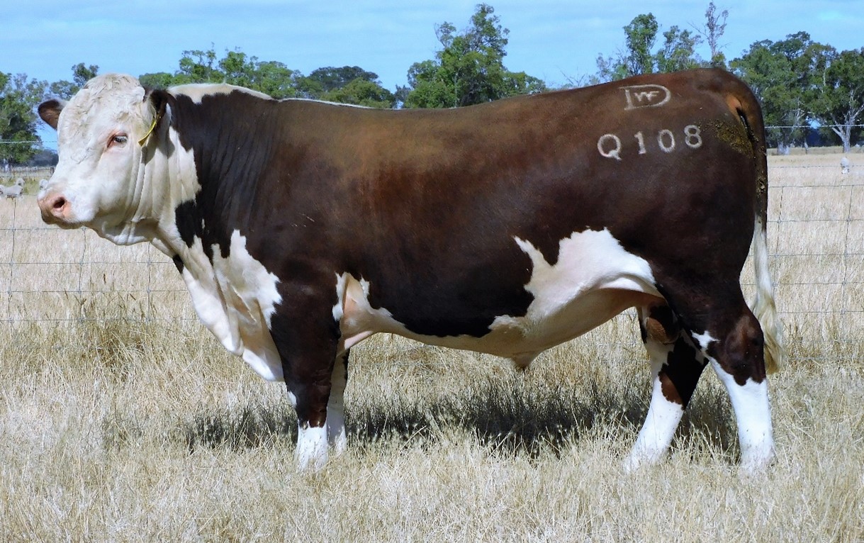Sale 2021 4 Days Whiteface 2021 Bull Sale
