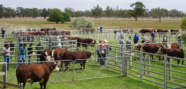 Sale 2021 7 Days Whiteface 2021 Bull Sale