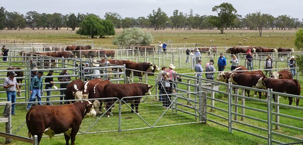 Days Whiteface 2021 Bull Sale