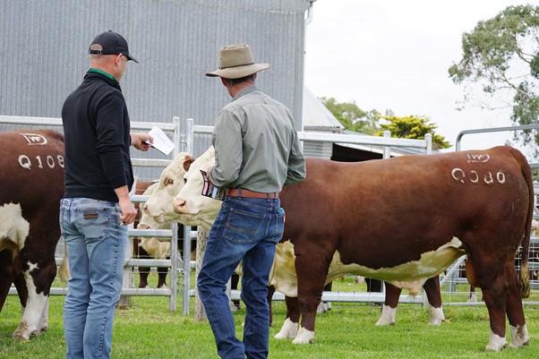 Days Whiteface 2021 Bull Sale