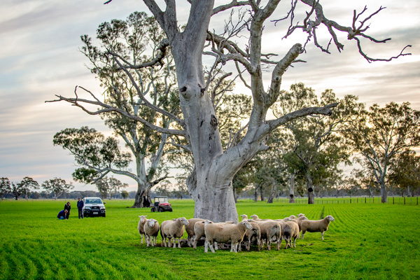 Days Whiteface White Suffolks