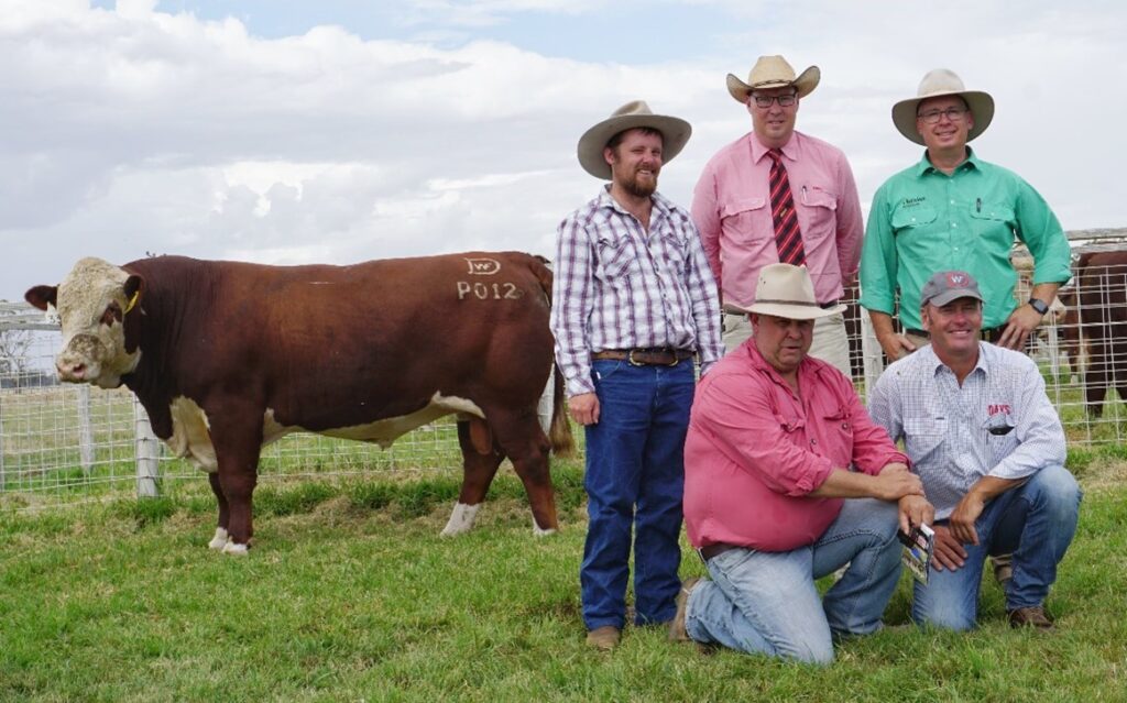 Days Whiteface 2020 Bull Sale