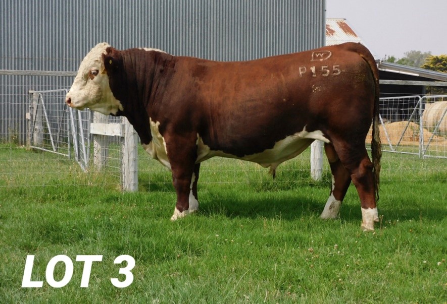 Days Indicator Days Whiteface 2020 Bull Sale