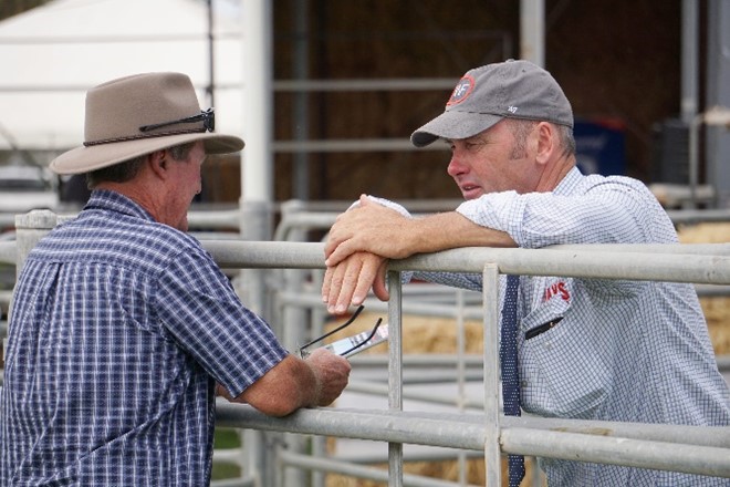 Days Whiteface 2020 Bull Sale