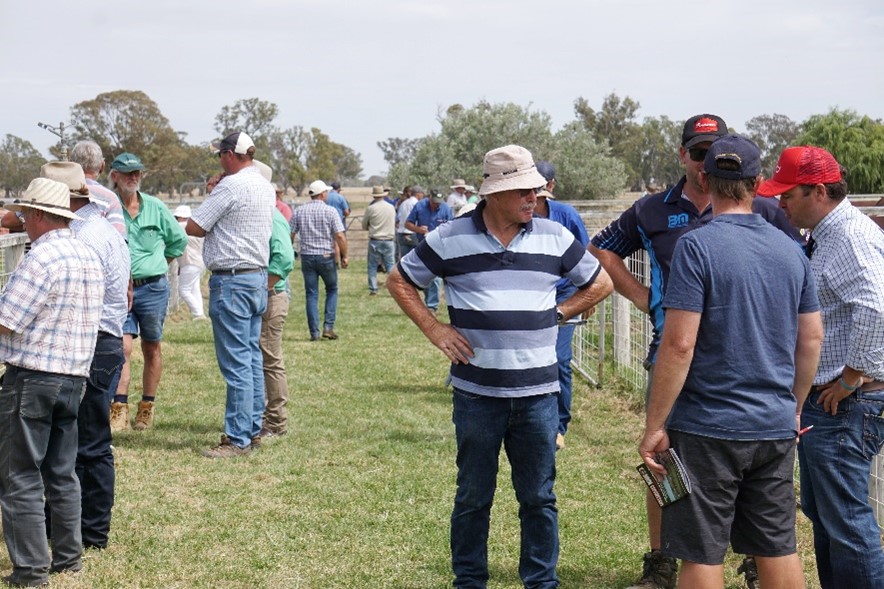 Days Whiteface 2020 Bull Sale