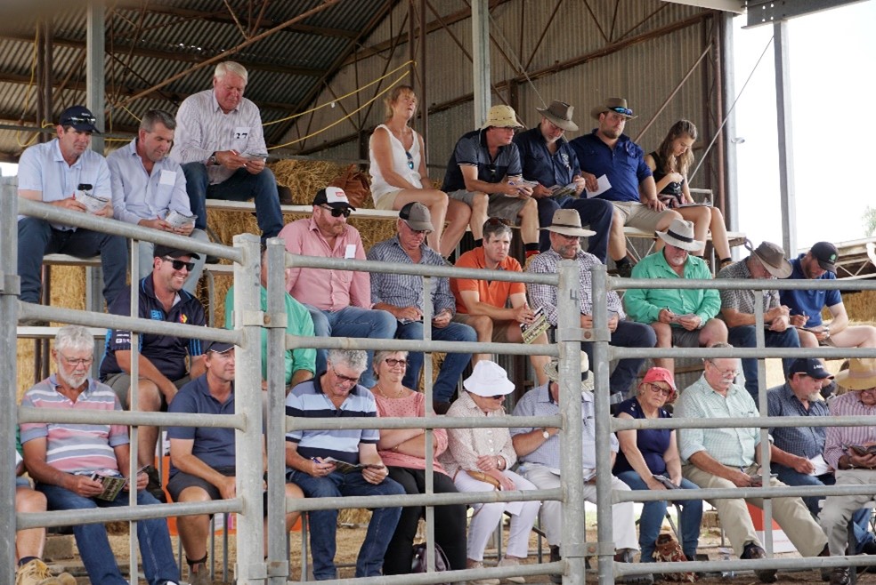 Days Whiteface 2020 Bull Sale