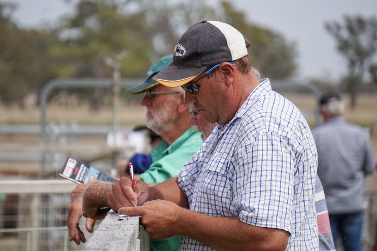 Days Whiteface 2020 Bull Sale