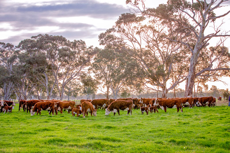 Days Whiteface Poll Herefords