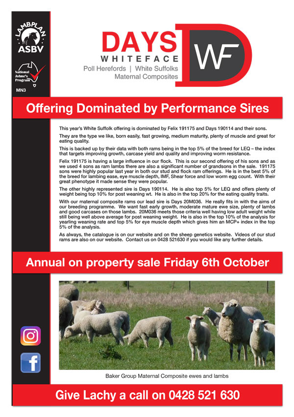 Days White Face Sheep NL 2023 1 Days White Face Sheep NL 2023 1