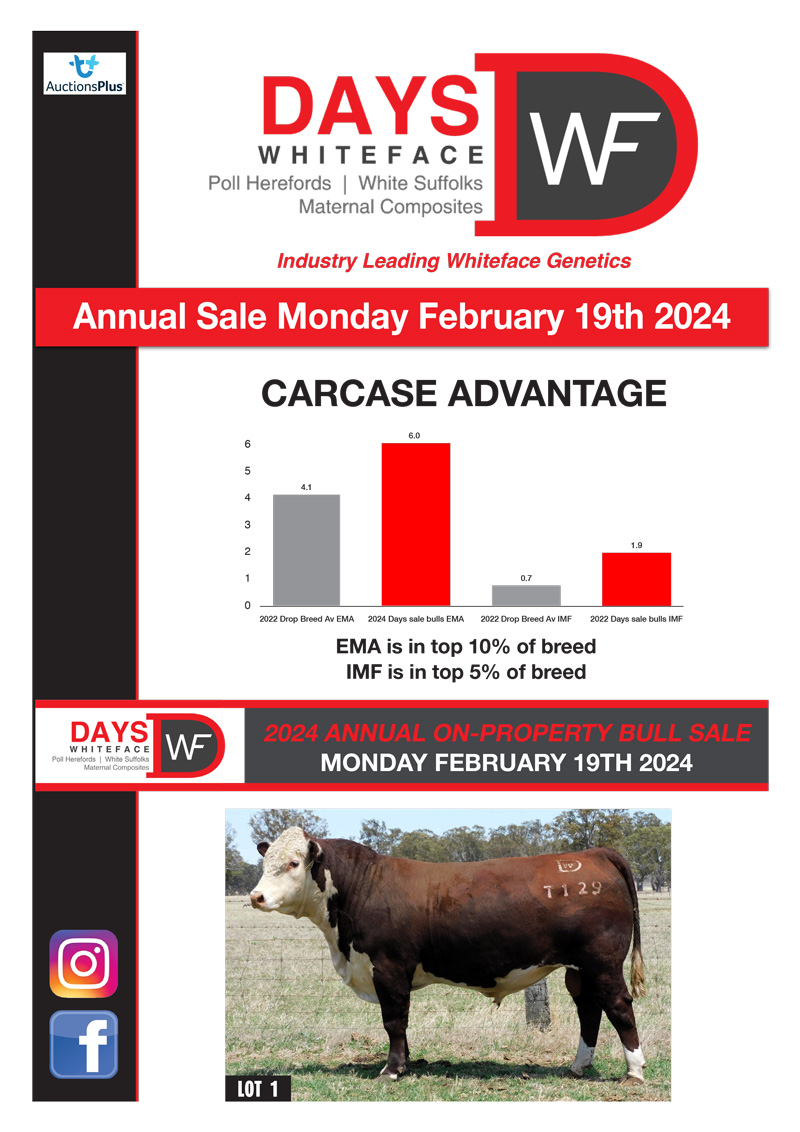 Days Whiteface 2024 Beef NL 1