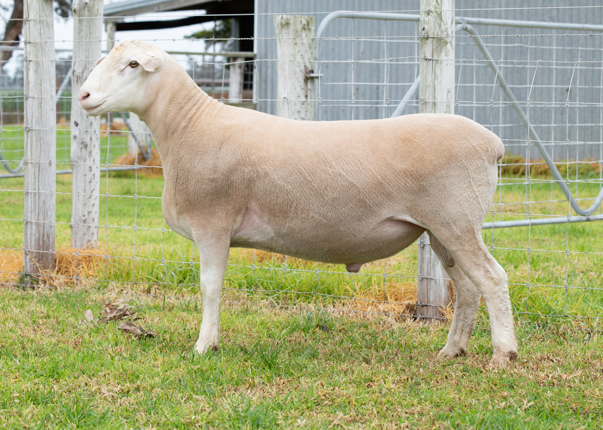 Lot 29 54