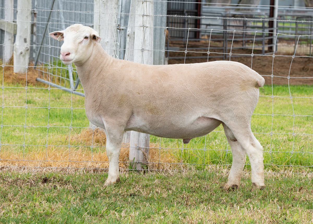 Lot 30 32