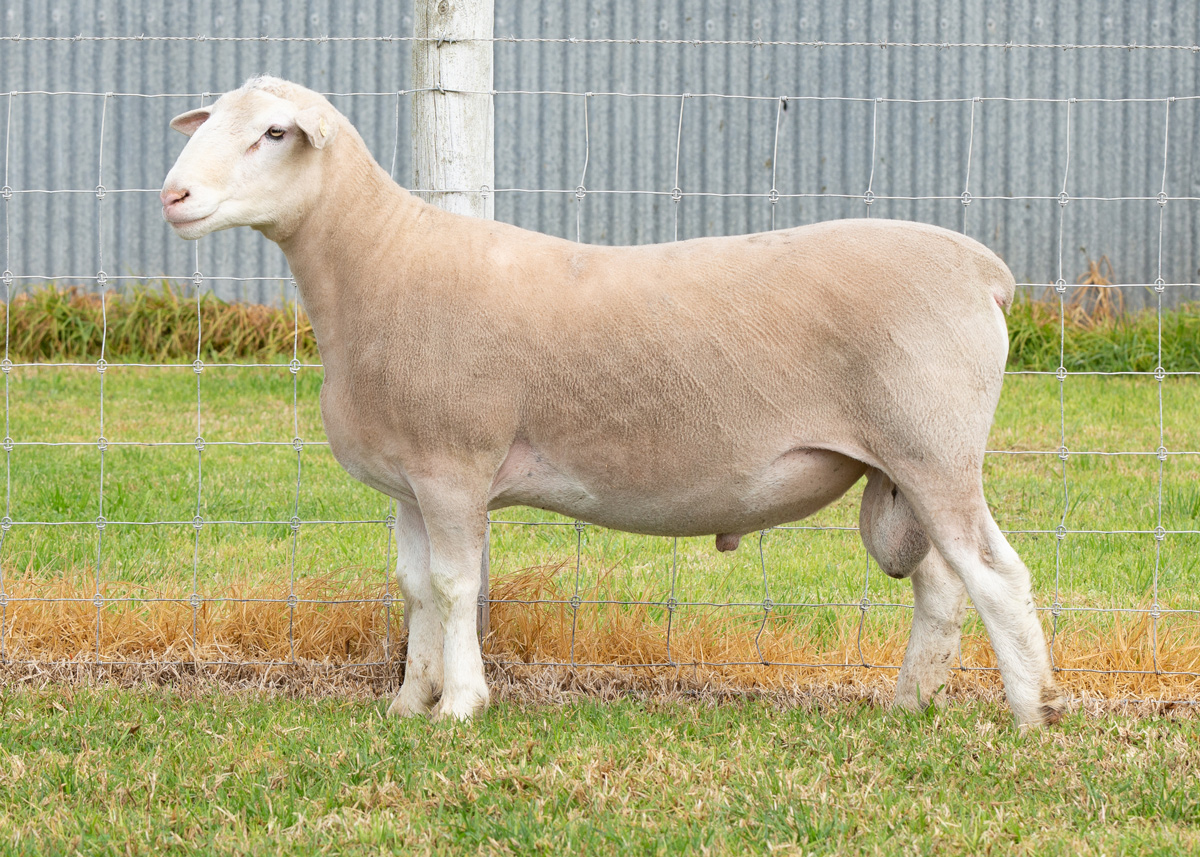 Lot 31 23