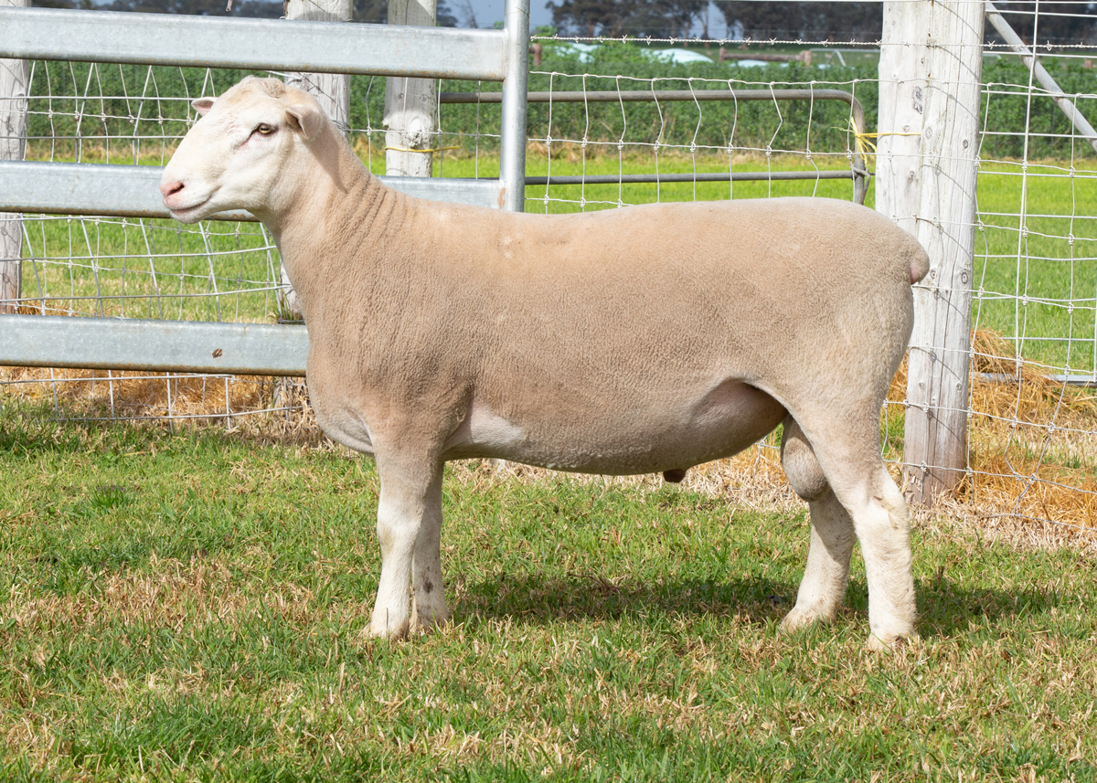 Lot 32 57