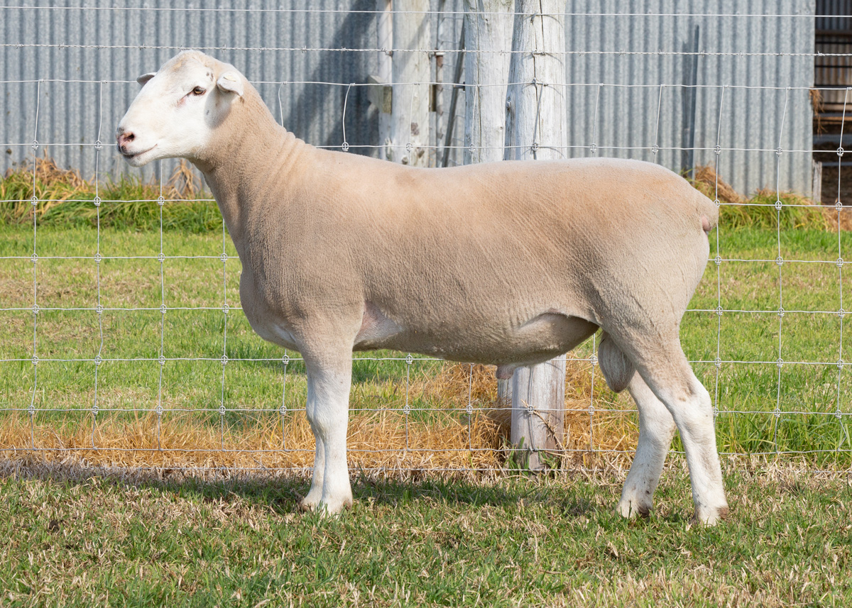 Lot 33 145