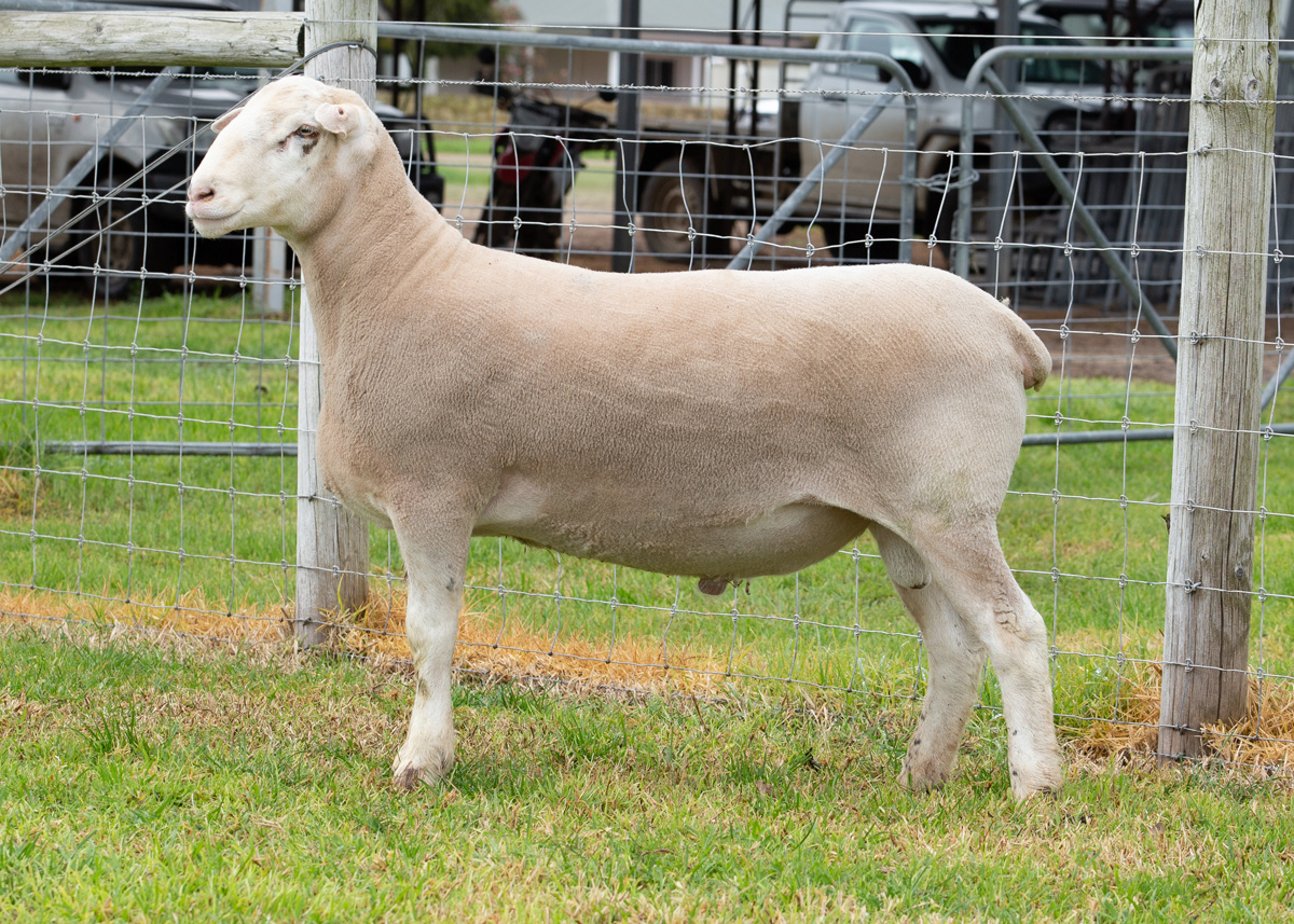 Lot 34 65