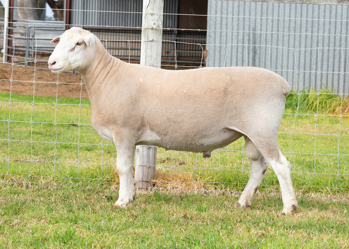 Lot 35 70