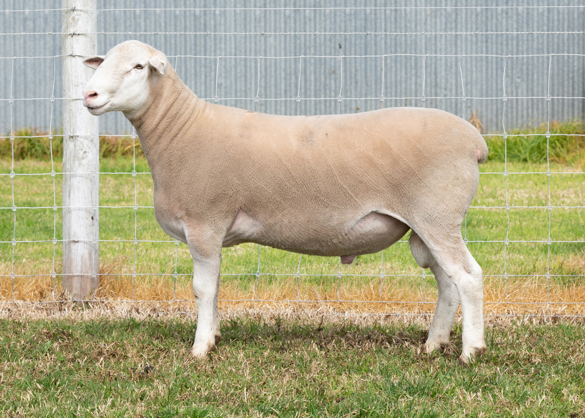 Lot 36 100