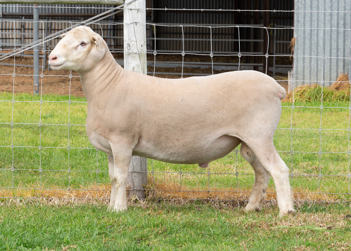 Lot 37 146