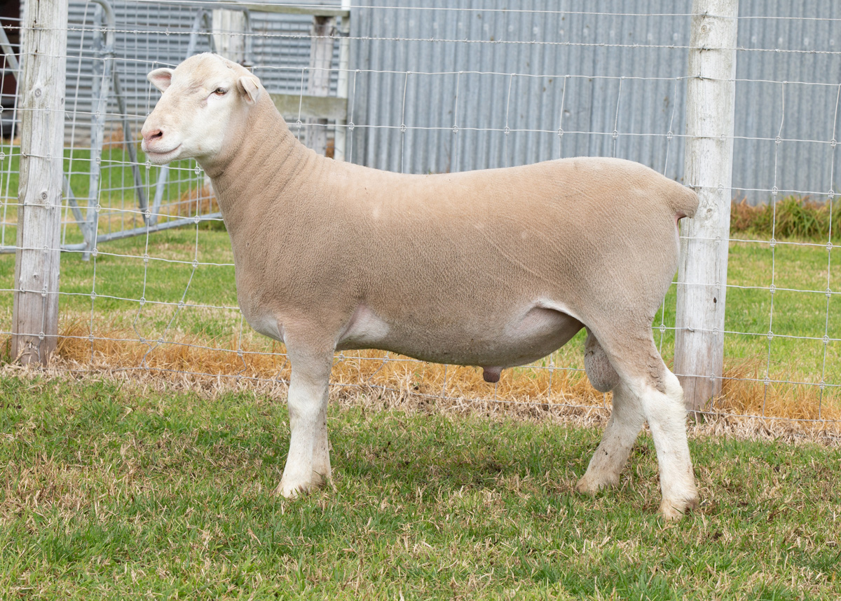 Lot 38 141