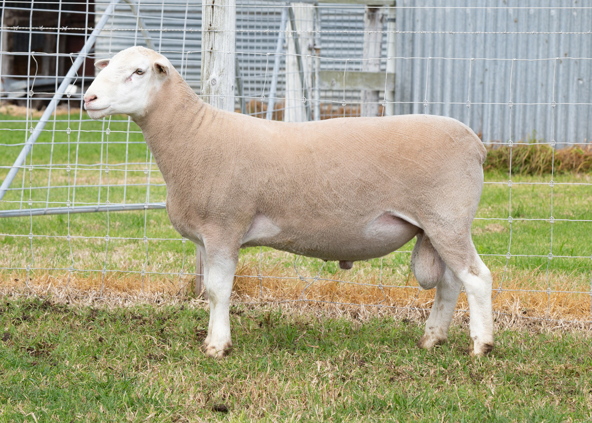 Lot 39 206