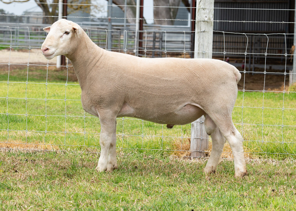 Lot 40 41