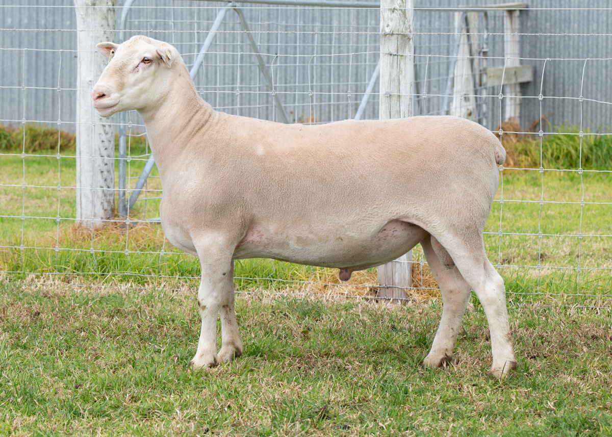 Lot 41 63