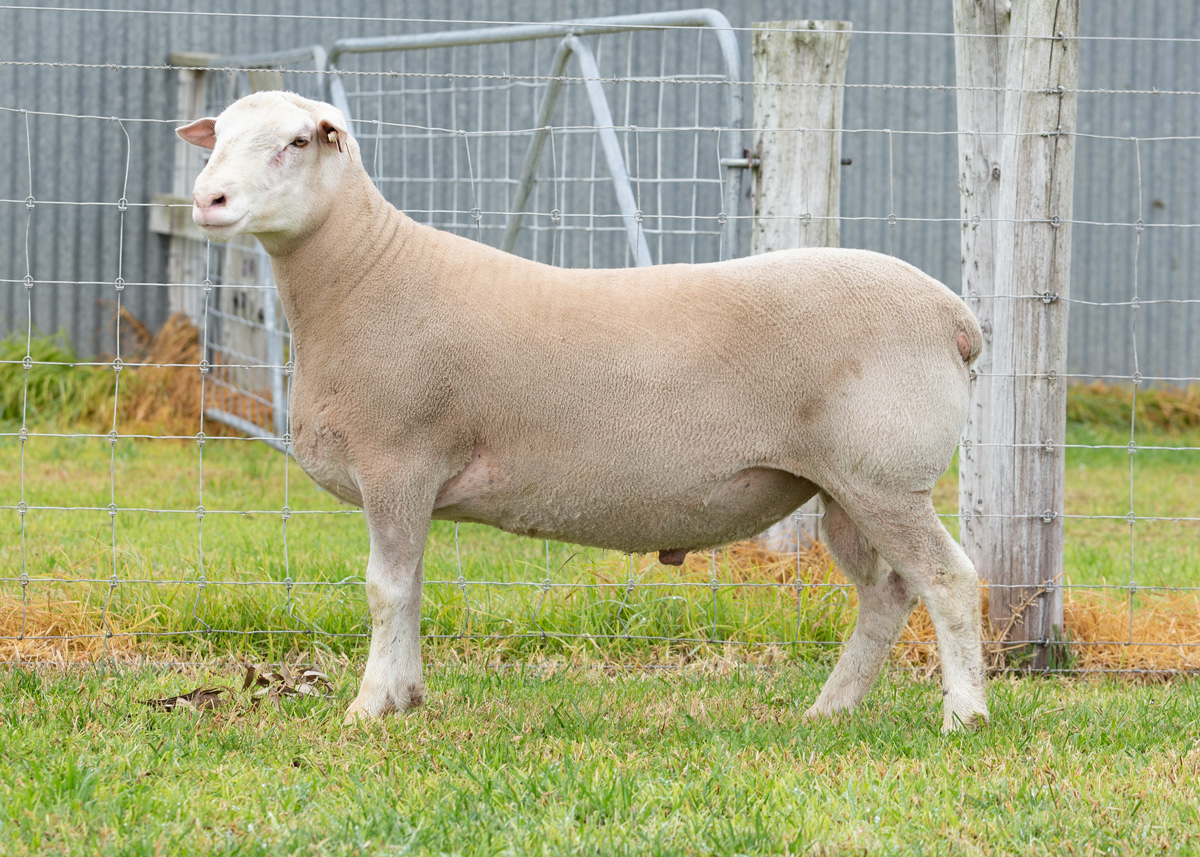 Lot 42 125