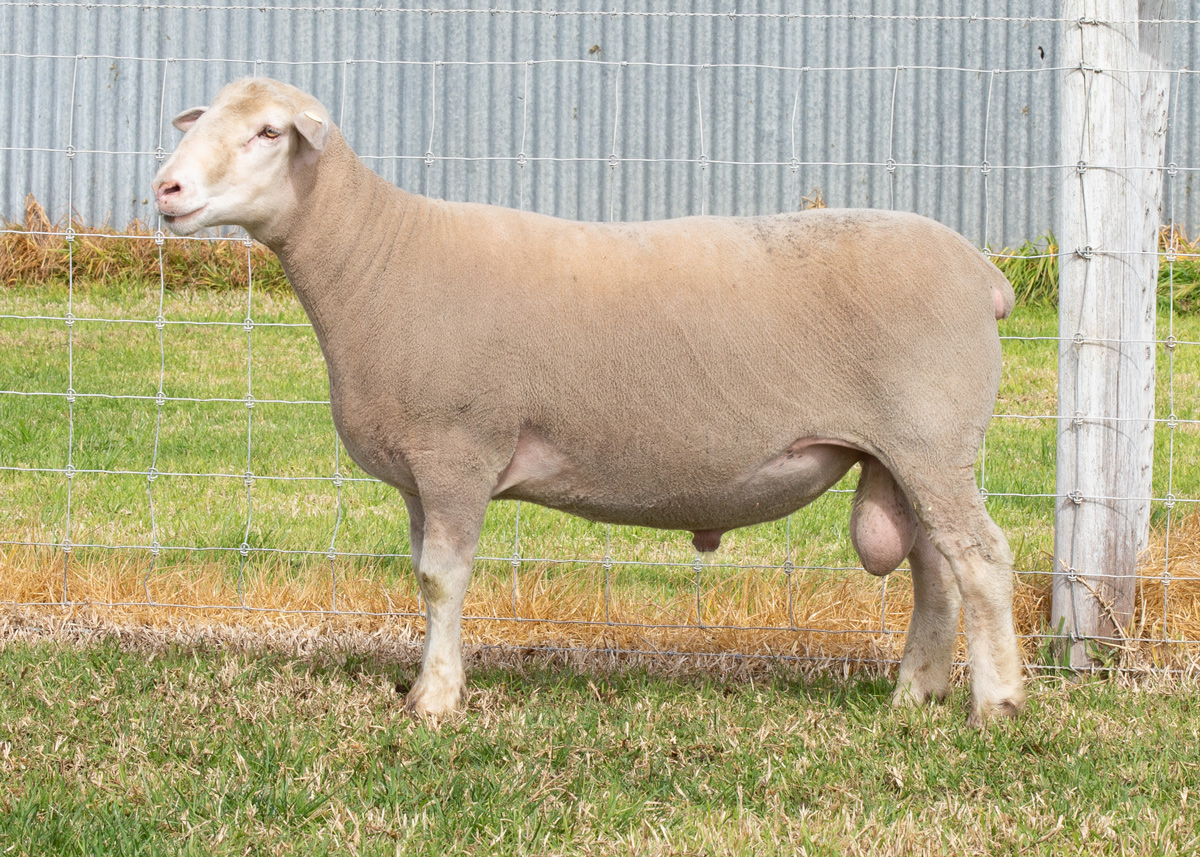 Lot 43 259